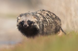 Wasbeerhond. (Foto: Ryzhkov Sergey, Wikimedia Commons, 2018)