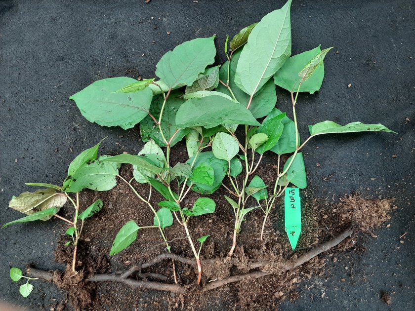 Figuur 1:	Vertakte wortelstok na vier maanden onder anaerobe omstandigheden. De nog vitale groeipunten (&lsquo;knopen&rsquo;) zijn uitgegroeid tot volledige plantjes.