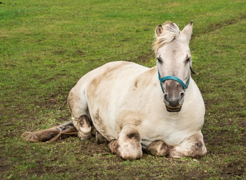 “Dit project draagt bij aan de switch naar onderzoek waarvoor geen levende paarden nodig zijn,” aldus prof. ir. Wouter Hendriks.    “Dit project draagt bij aan de switch naar onderzoek waarvoor geen levende paarden nodig zijn,” aldus prof. ir. Wouter Hendriks.
