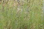 Amerikaans bezemgras (Andropogon virginicus) (Foto: Harry Rose, Wikimedia Commons, 2006)