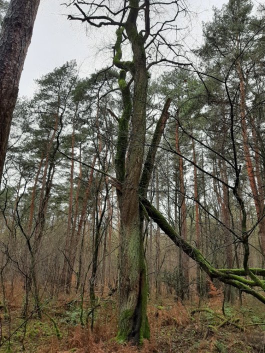 Aftakelende Amerikaanse vogelkers op zand tussen vitale even oude grove dennen (Foto Bart Nyssen)