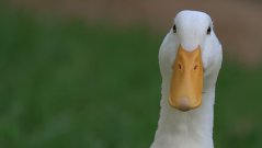 pekin duck  pekin duck