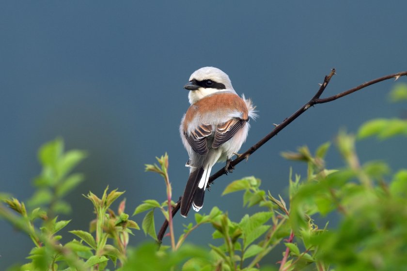 Red-backed shrike at Velhorst estate is back after years of absence. Red-backed shrike at Velhorst estate is back after years of absence.