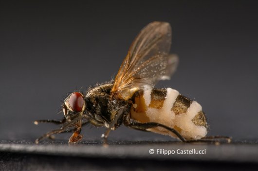 Sporulating female photo Filippo.jpg Sporulating female photo Filippo.jpg