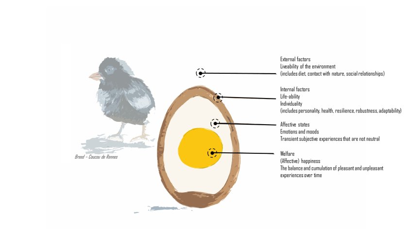 Het welzijns-ei. Het welzijns-ei.