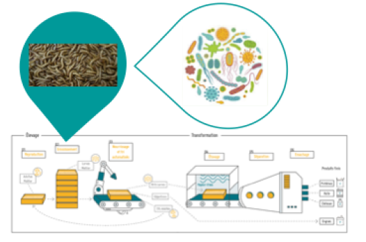 WP13SAVIO.png WP13SAVIO.png