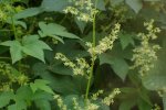 Oosterse hop (Humulus scandens) met bloeiwijze Foto: Krzysztof Ziarnekvia, Wikimedia Commons, 2015