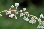 Chinese bruidssluier, detail bloemen (Foto  Schurdl Wikimedia Commons 2016)