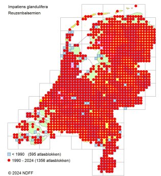Verspreidingskaart Reuzenbalsemien
