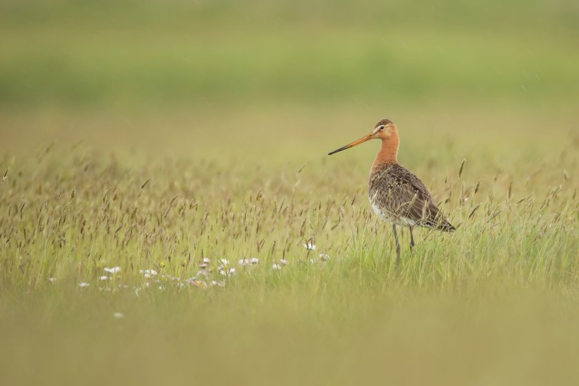De grutto is een van de doelsoorten die minder snel in aantal afneemt in gebieden met ANLb dan in gebieden zonderANLb. Desalniettemin is dus nog steeds sprake van een afname. In het onderzoek is een positieve relatie gevonden tussen het aandeel van een gebied waar zwaar ANLb-beheer wordt uitgevoerd en de trend van de grutto. Deze uitkomst indiceert dat stabiele tot positieve trends van de grutto op gebiedsniveau te realiseren zijn middels het ANLb, maar dat hiervoor op een relatief groot aandeel van het gebied zwaar ANLb-beheer moet worden uitgevoerd (gemiddeld meer dan 50%, maar er is sprake van een grote spreiding, waarschijnlijk samenhangend met de kwaliteit van het beheer en het landschap). Foto: Thijs Glastra De grutto is een van de doelsoorten die minder snel in aantal afneemt in gebieden met ANLb dan in gebieden zonderANLb. Desalniettemin is dus nog steeds sprake van een afname. In het onderzoek is een positieve relatie gevonden tussen het aandeel van een gebied waar zwaar ANLb-beheer wordt uitgevoerd en de trend van de grutto. Deze uitkomst indiceert dat stabiele tot positieve trends van de grutto op gebiedsniveau te realiseren zijn middels het ANLb, maar dat hiervoor op een relatief groot aandeel van het gebied zwaar ANLb-beheer moet worden uitgevoerd (gemiddeld meer dan 50%, maar er is sprake van een grote spreiding, waarschijnlijk samenhangend met de kwaliteit van het beheer en het landschap). Foto: Thijs Glastra