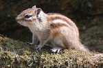 Siberische grondeekhoorn (Tamias sibiricus). (Foto: Alpsdake, Wikimedia Commons, 2014)