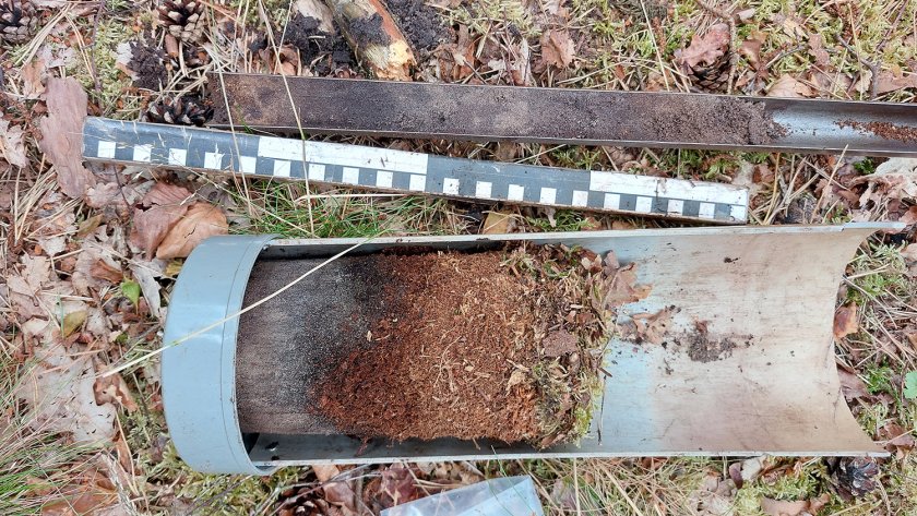 Monster in een grove-dennenbos Monster in een grove-dennenbos