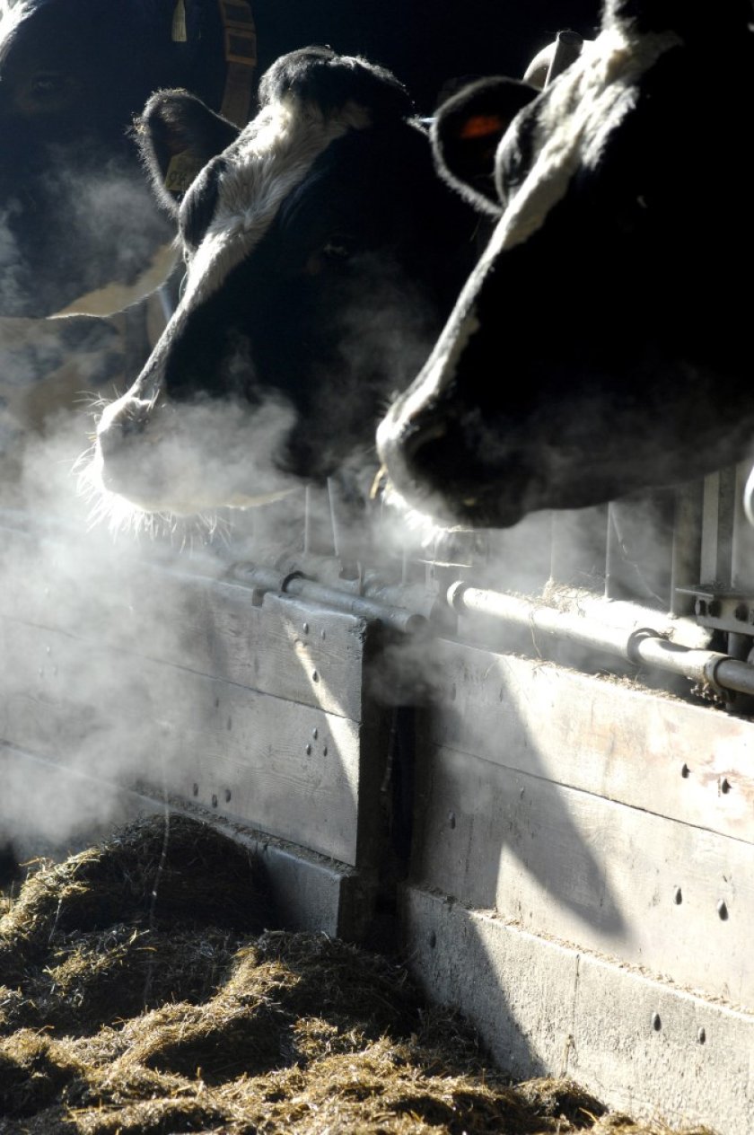 Picture 1 - breath of cow.jpg Picture 1 - breath of cow.jpg