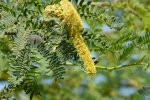 Mesquite (Prosopis juliflora) met bloeiwijze. Foto: Dinesh Valke, Wikimedia Commons, 2009