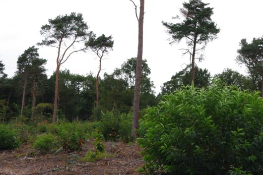 Amerikaanse vogelkers op kapvlakte (Foto Jan den Ouden)