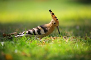 Hoopoe