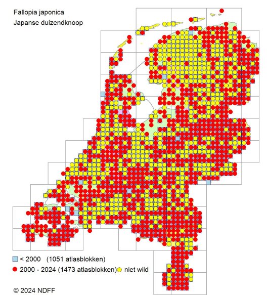 Verspreidingskaart Japanse duizendknoop