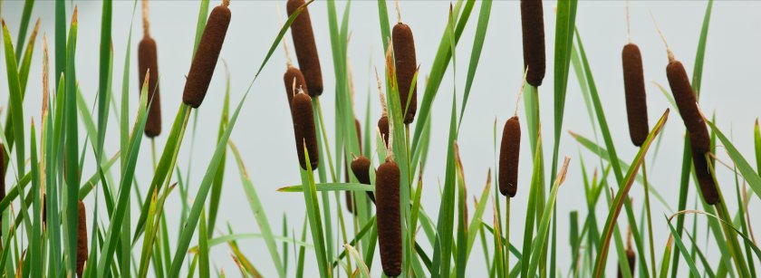 lisdodde_isolatiemateriaal_shutterstock_58742962_bewerkt.jpeg lisdodde_isolatiemateriaal_shutterstock_58742962_bewerkt.jpeg