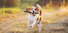Happy dog running with a stick Happy dog running with a stick