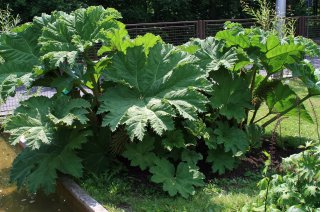 Gewone gunnera (Gunnera tinctoria) (Foto: Karelj, Wikimedia Commons, 2010)