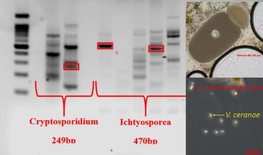 Screening of samples by PCR and microscopy Screening of samples by PCR and microscopy
