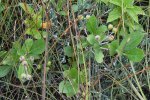 Zwarte appelbes (Aronia &times; prunifolia) (Foto: Ryan Hodnett, CC BY-SA 4.0)