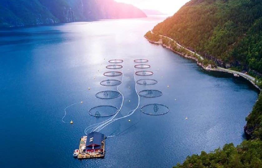 Salmon farming (source Skretting) Salmon farming (source Skretting)