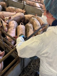 A researcher collects data in the pig barn to objectively assess animal welfare. Photo WUR.  A researcher collects data in the pig barn to objectively assess animal welfare. Photo WUR.