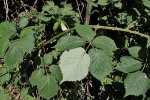 Blad van de dijkviltbraam (Rubus armeniacus) (Foto: Krzysztof Ziarnek, Kenraiz, Wikimedia Commons, 2021)