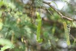 Mesquite (Prosopis juliflora) met peulen. Foto: Dinesh Valke, Wikimedia Commons, 2023