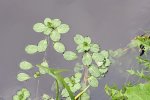 Uitlopers Waterteunisbloem (Foto Pieter Stolwijk) 