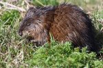 Muskusrat. (Foto: Cephas, Wikimedia Commons, 2018)